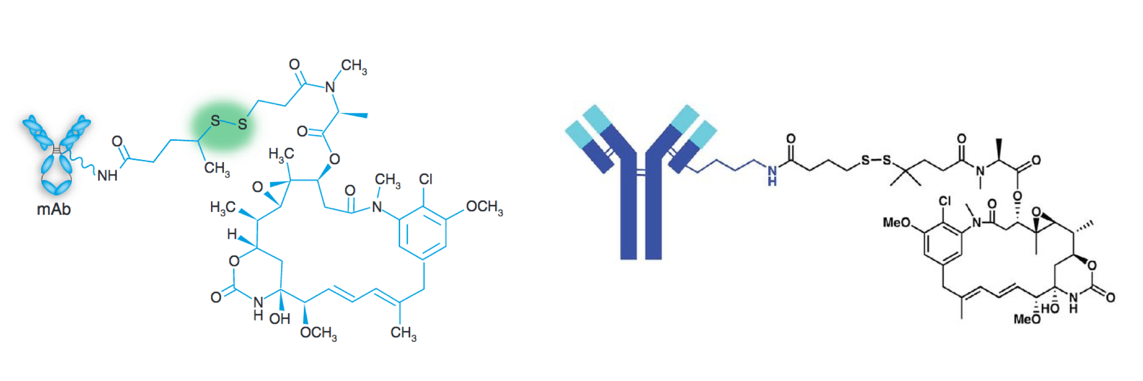 Strcutre of ADCs containing a disulfide linker. Maytansinoid derivative payload DM1 (left, Nat. Biotechnol., 2005) and DM4 (right, Mol. Cancer. Ther., 2012) are conjugated with mAbs and the disulfide bonds are cleaved upon intracellular reduction to release the payloads.